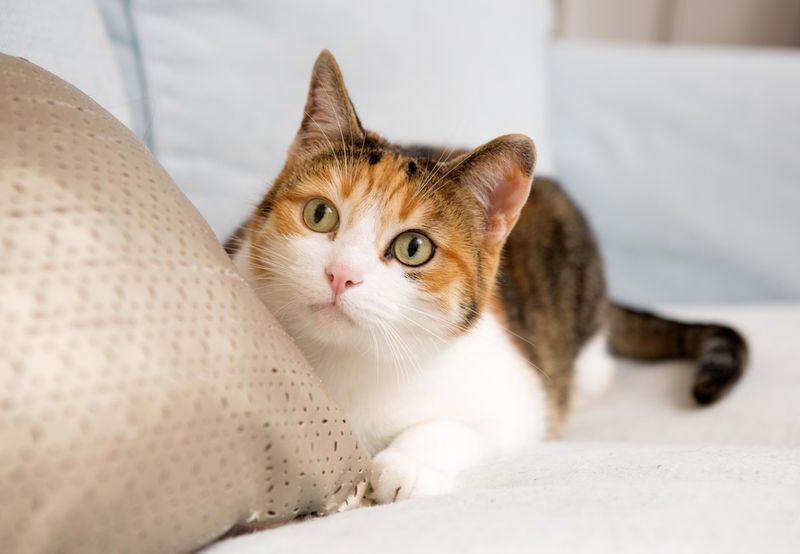 Gemini Cats (May 21-June 20): The Curious Communicators