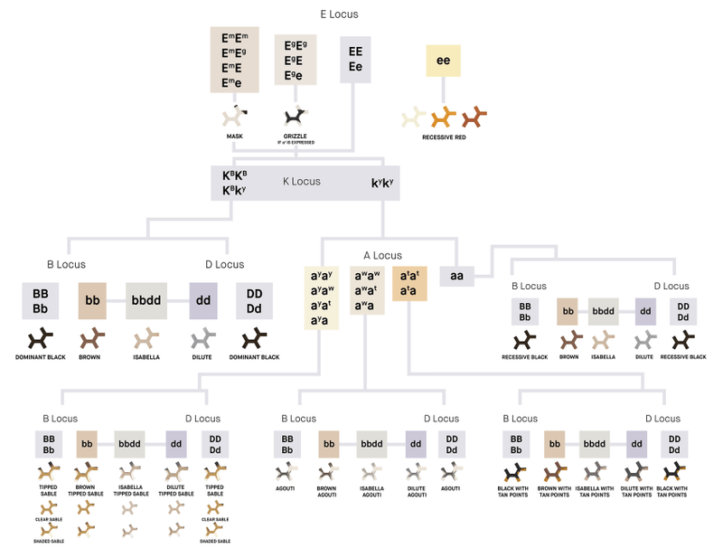Genetic Basis of Coat Patterns