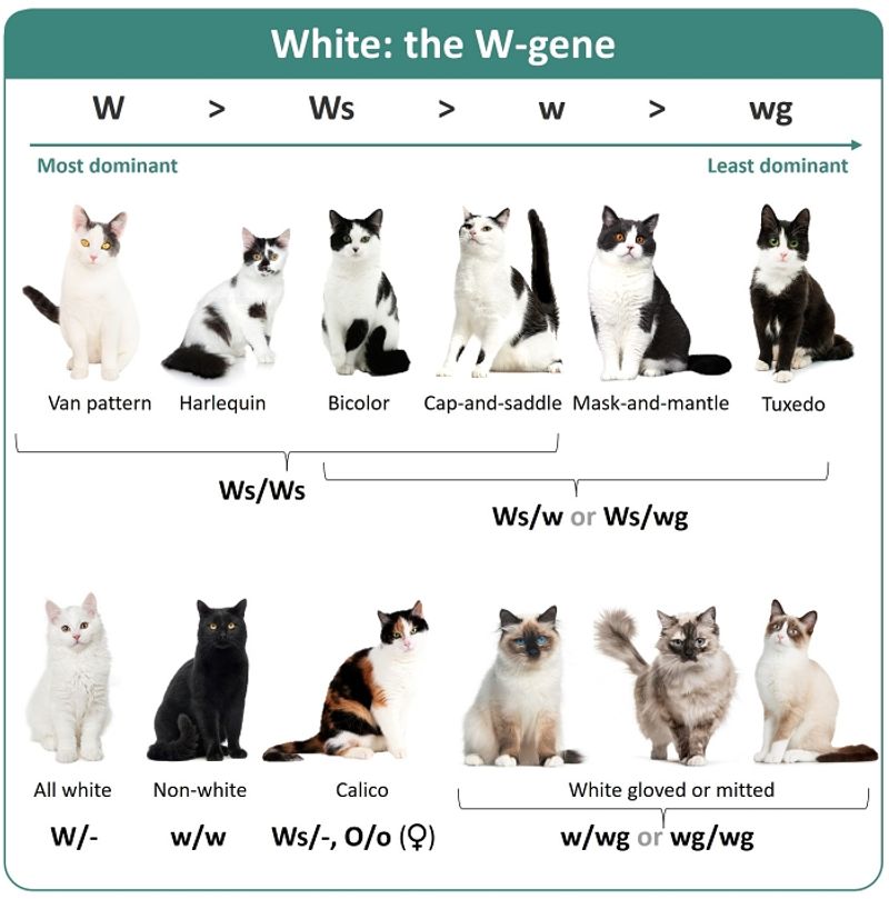Genetic Basis of White Fur