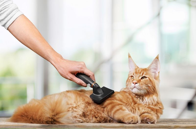 Gentle Brushing Ritual