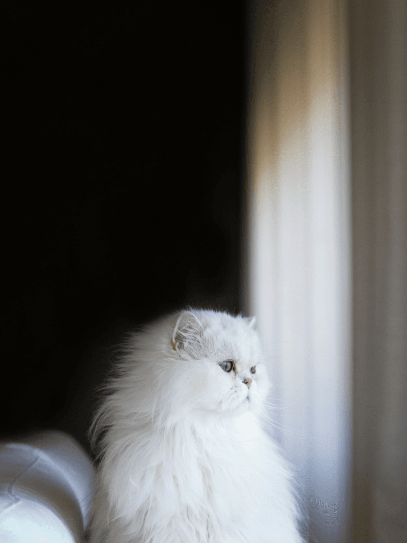 Gentle Communicators: The Soft Meows of Persian Cats