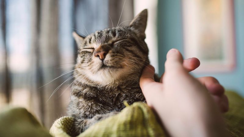 Gentle Greetings After Absence