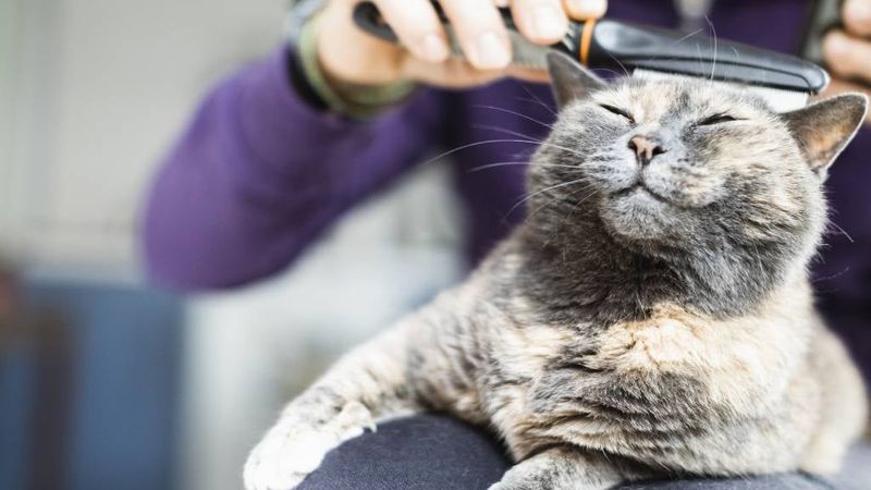 Gentle Grooming Sessions