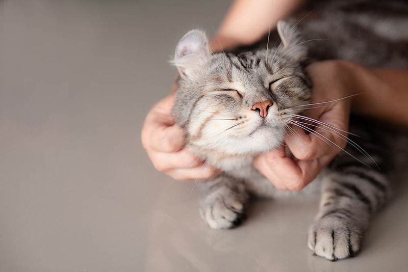 Gentle Head and Cheek Scratches
