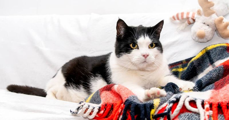 Gentle Kneading Without Claws