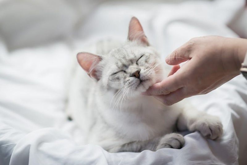 Gentle Petting