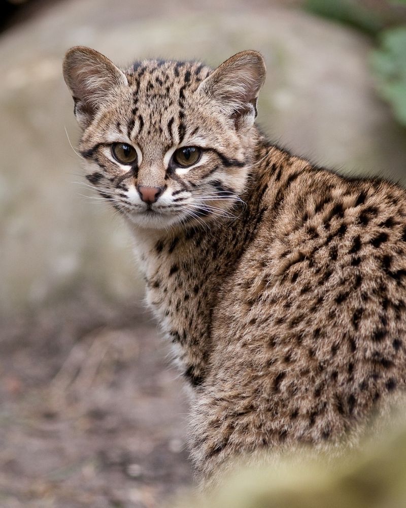 Geoffroy's Cat