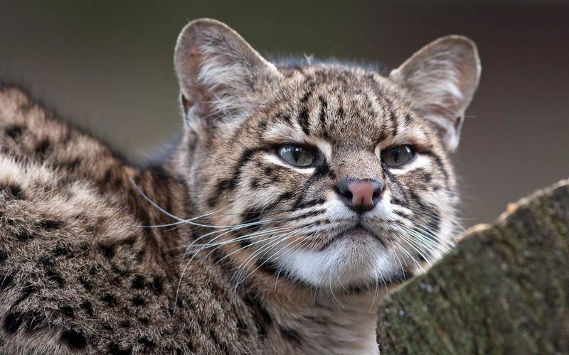 Geoffroy's Cat (Leopardus geoffroyi)