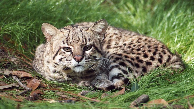Geoffroy’s Cat