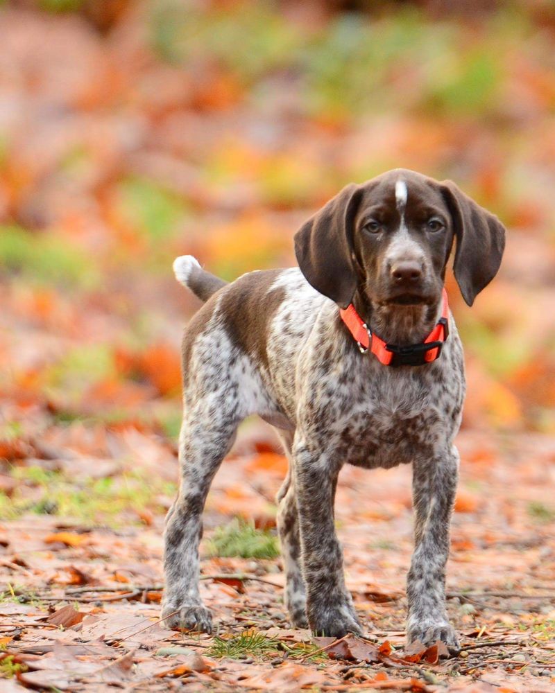 German Shorthaired Pointer and Bombay