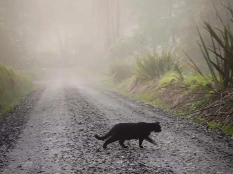 Germany's Bad Luck Cat Crossing