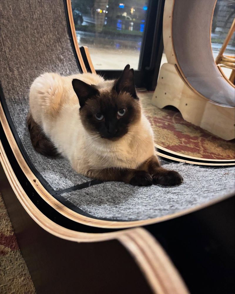 Gibson's Cat Cafe - Conway, AR