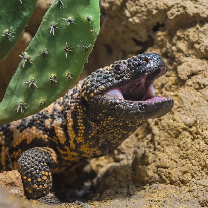 Gila Monsters