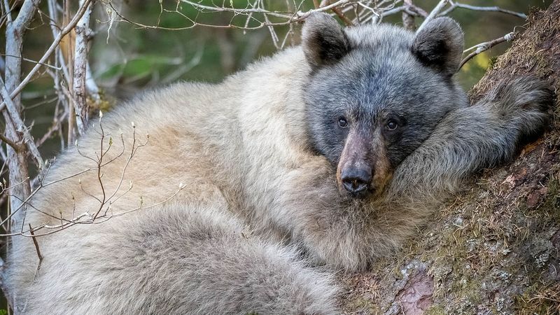 Glacier Bear