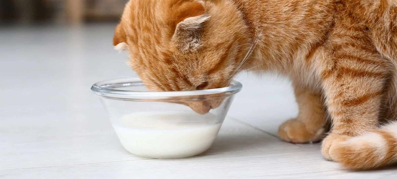 Goat Milk