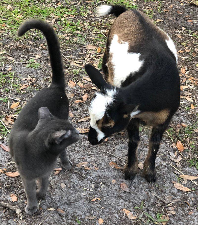 Goats