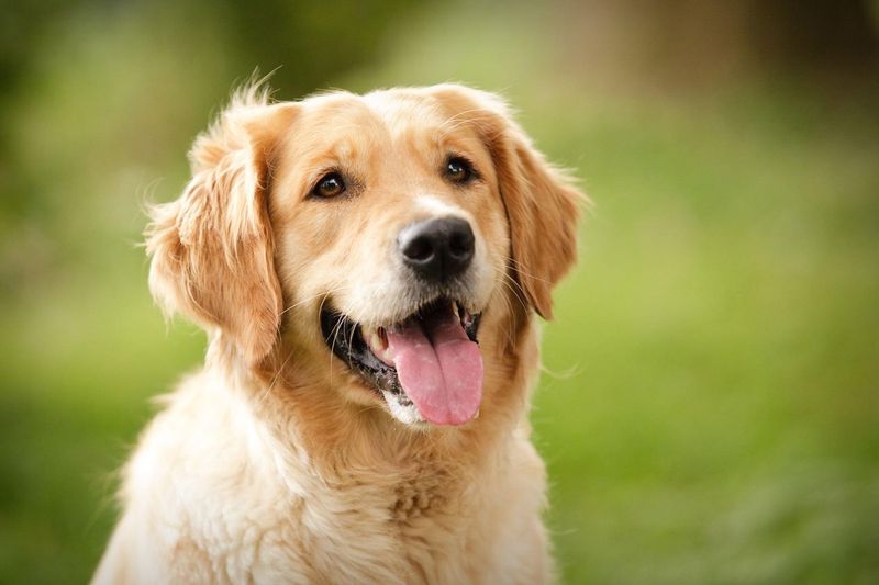 Golden Retrievers