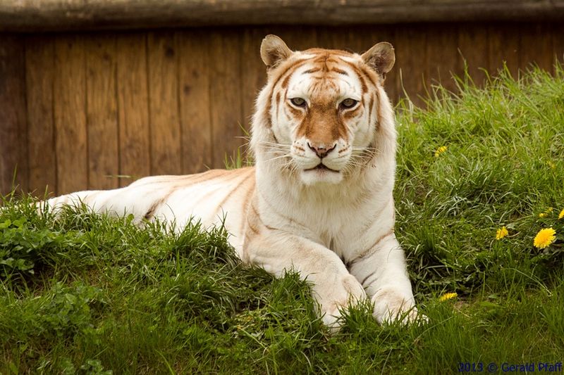 Golden Tiger