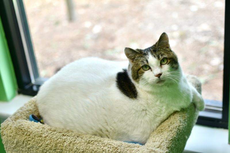 Good Mews Animal Foundation – Marietta, GA