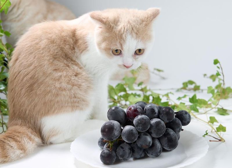 Grapes and Raisins: Mysterious Toxins