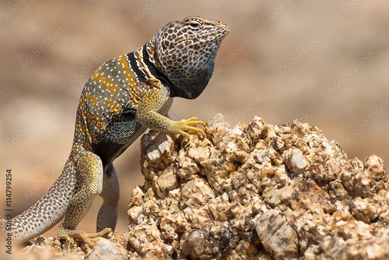 Great Basin Collared Lizard