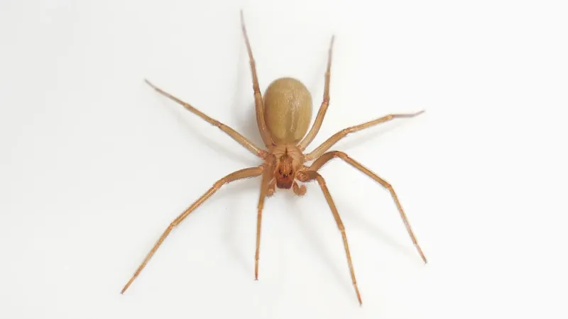 Brown Recluse Spiders