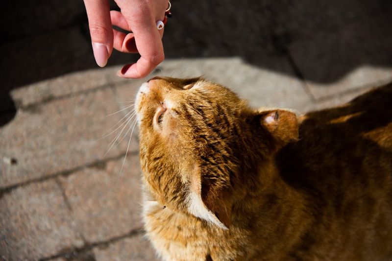 Greeting Rituals