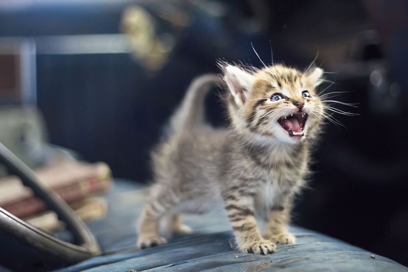 Greeting You First When You Come Home