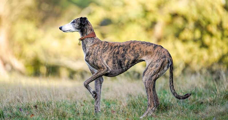 Greyhound and Abyssinian
