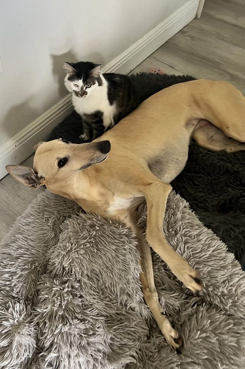 Greyhound