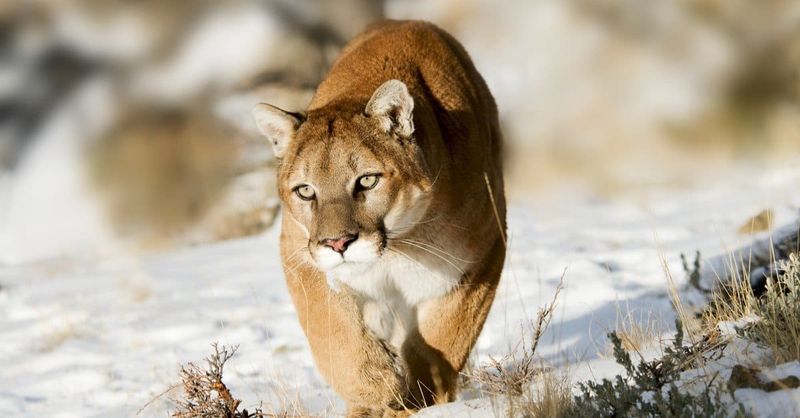 Mountain Lions