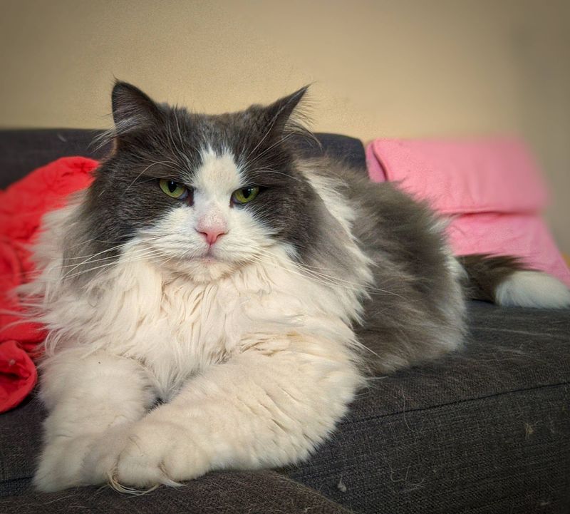 Grooming Becomes Quality Time