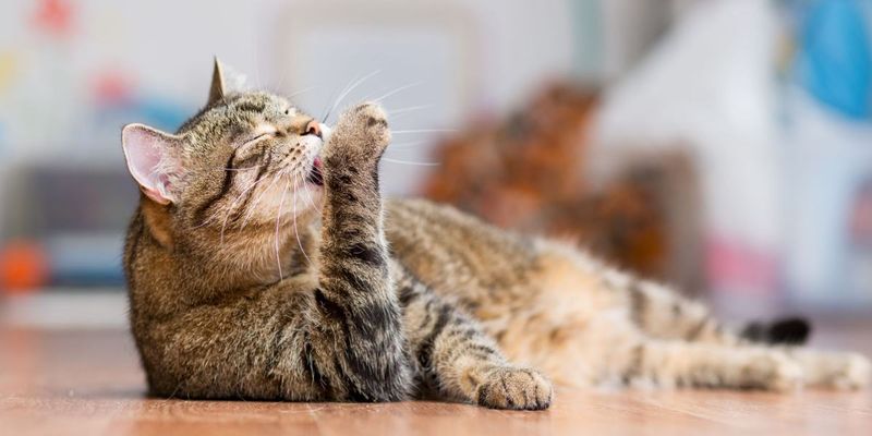 Grooming Ritual Expansion