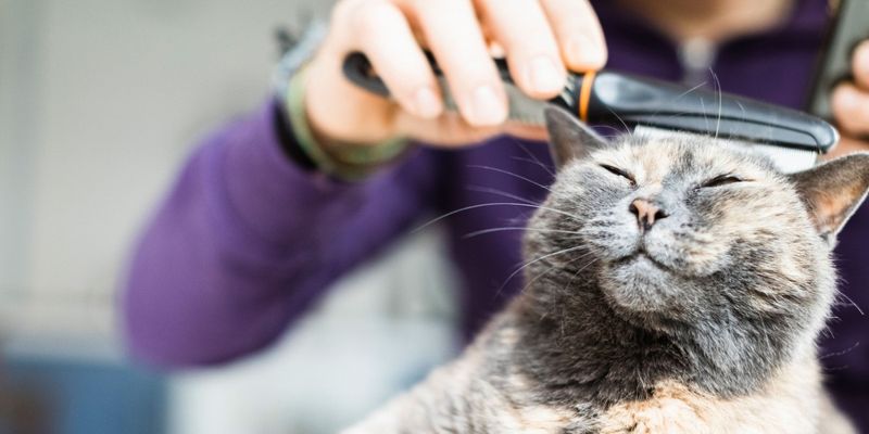 Grooming Sessions Get Longer