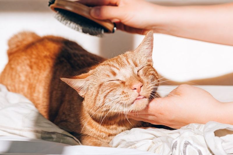Grooming Sessions