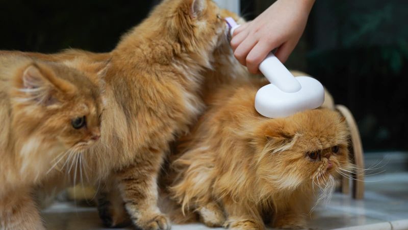Grooming Together