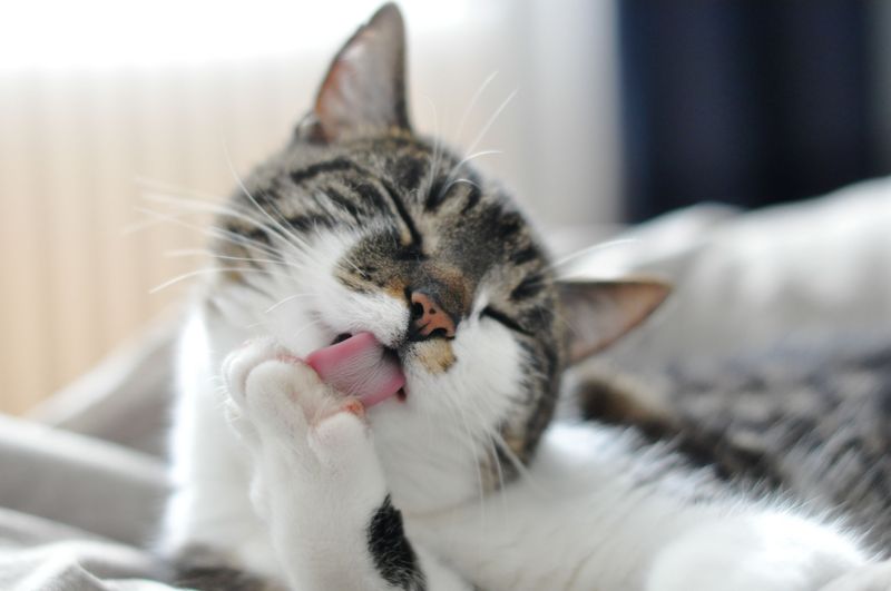 Grooming You Regularly