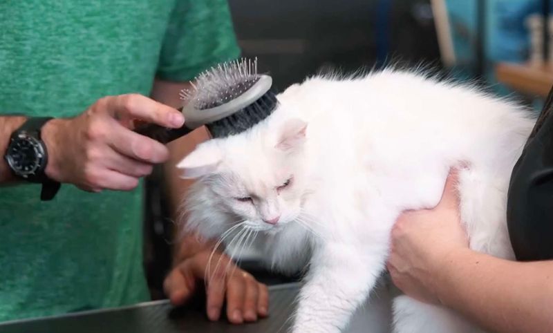 Grooming in Your Presence
