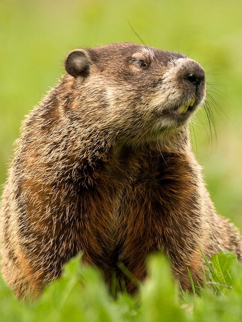 Groundhogs