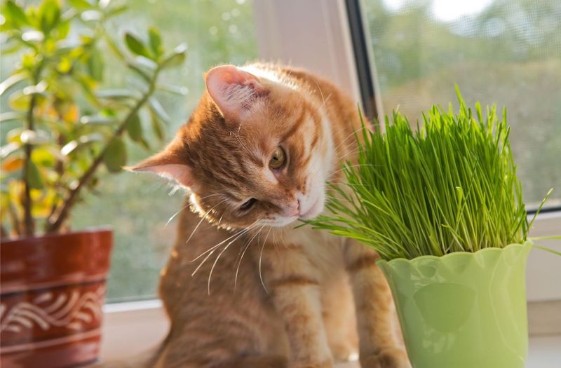 Grow Indoor Cat Grass