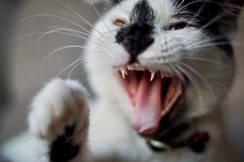 Growling or Hissing Without Provocation