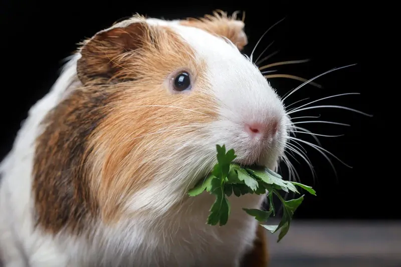 Guinea Pigs