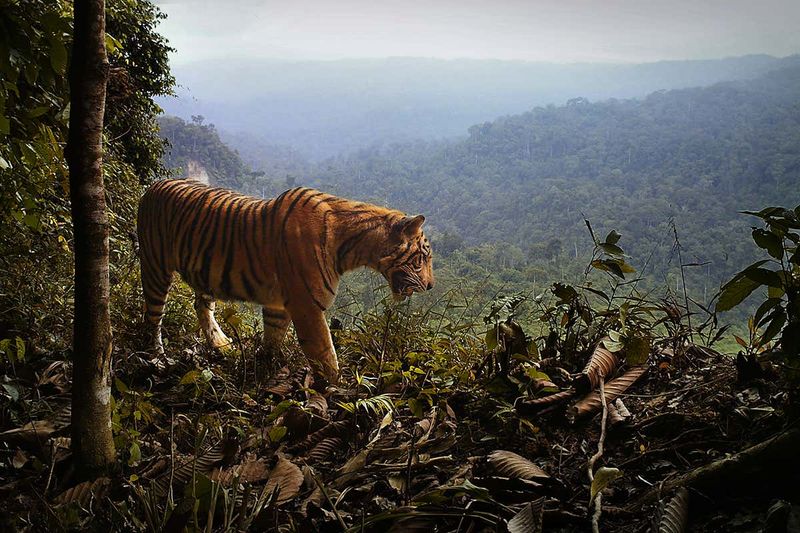 Habitat Selection: Retreating to Remote Areas