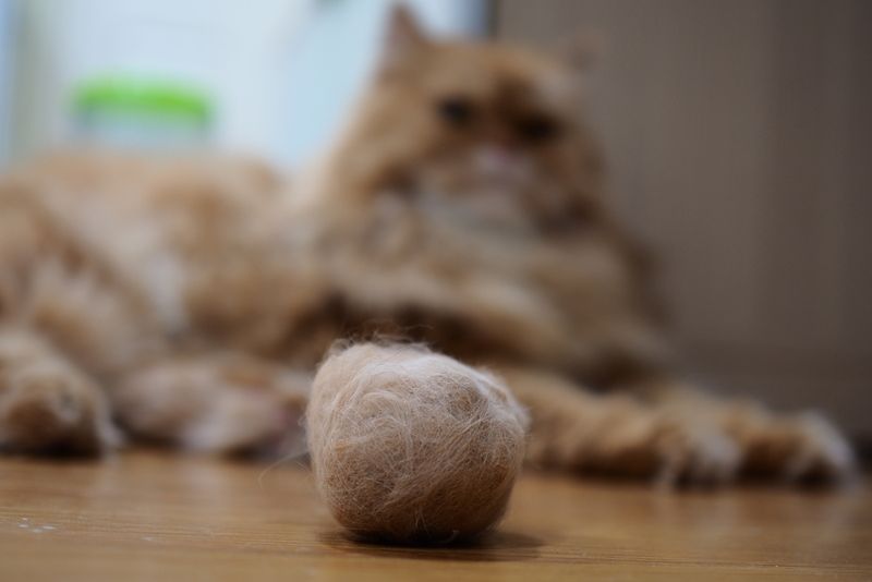 Hairballs