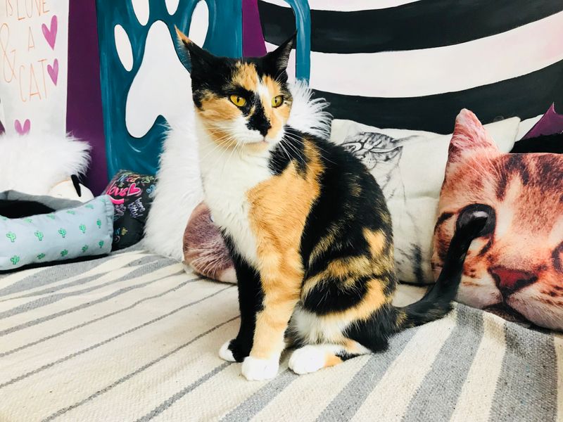 Happy Cat Café – Grand Rapids, MI