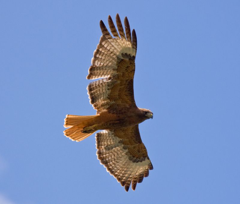 Hawks and Other Birds of Prey