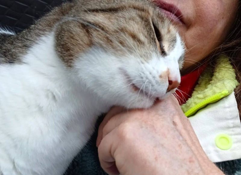 Headbutts And Face Rubs Increase