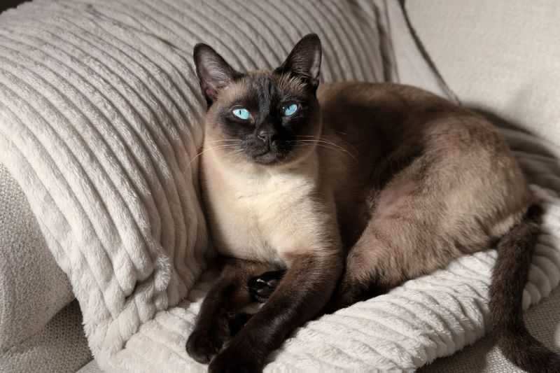 Heat-Seeking Behavior