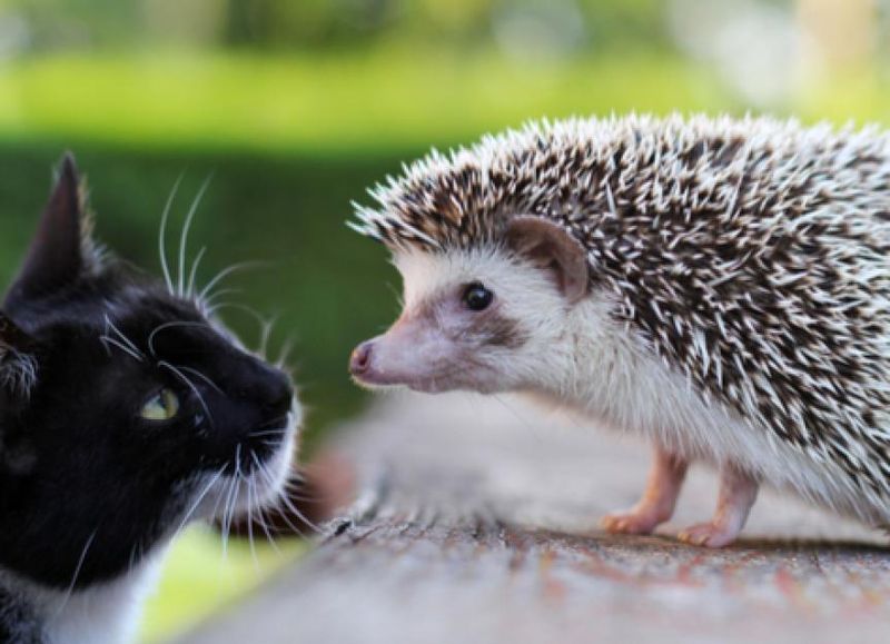 Hedgehogs