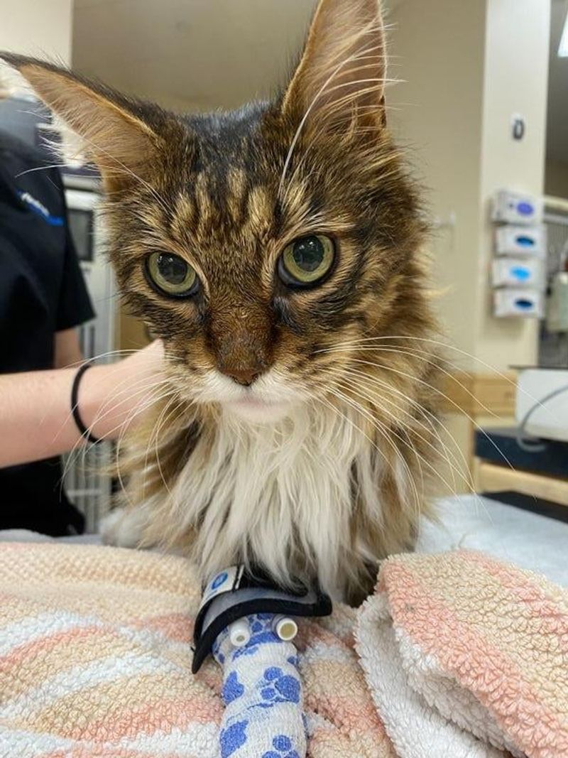 Hefty Veterinary Expenses